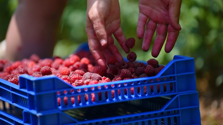 Fresh raspberries in crates