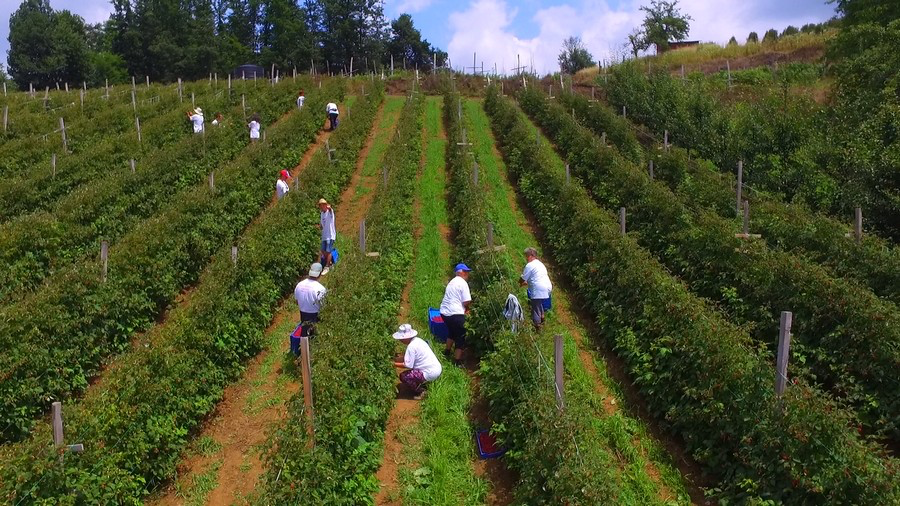Harvest in the orchards around Arilje